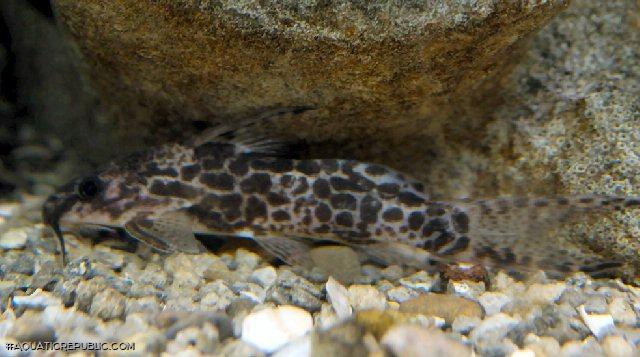 Synodontis soloni