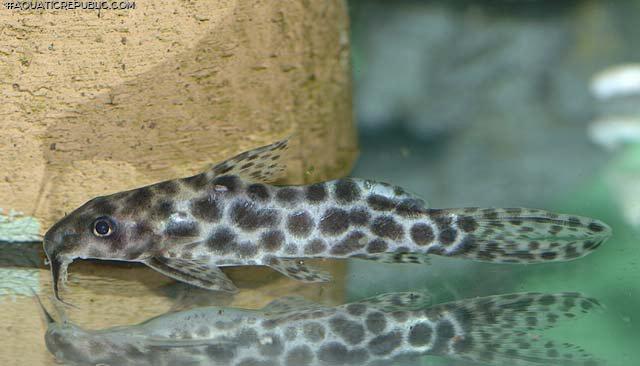 Synodontis soloni