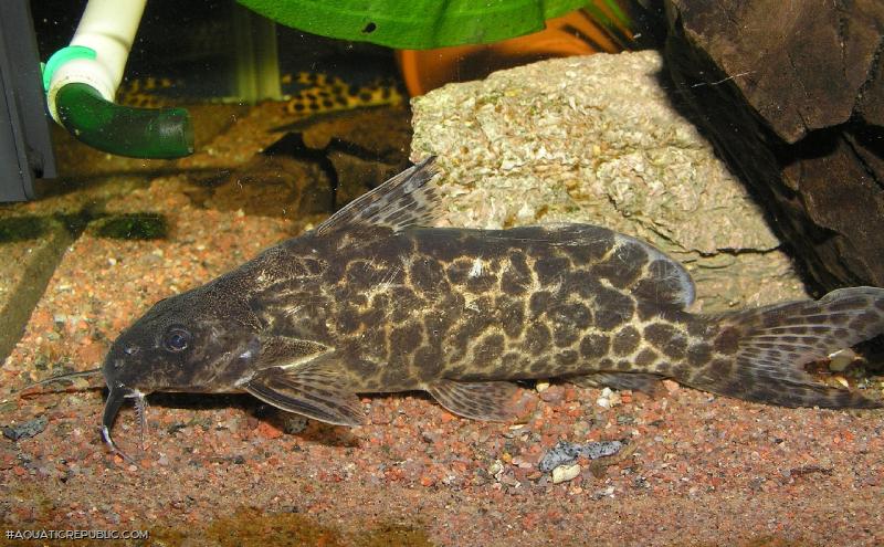 Synodontis soloni