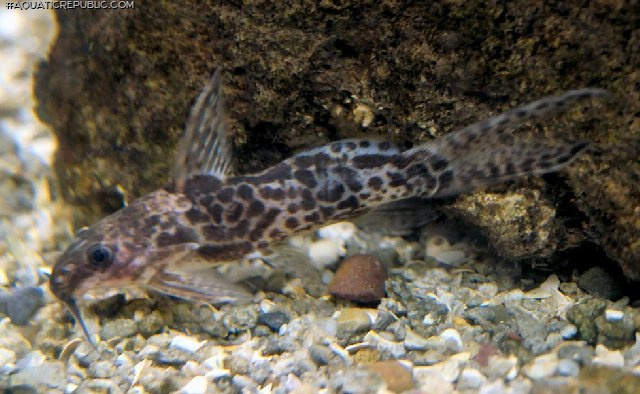 Synodontis soloni