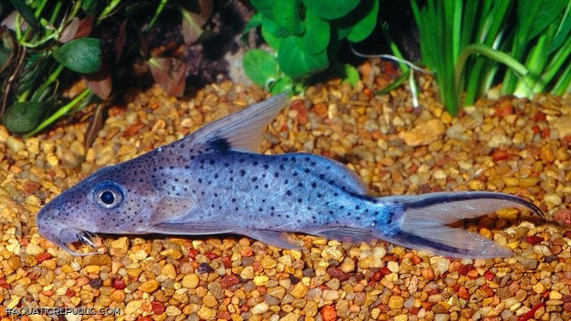 Synodontis sorex