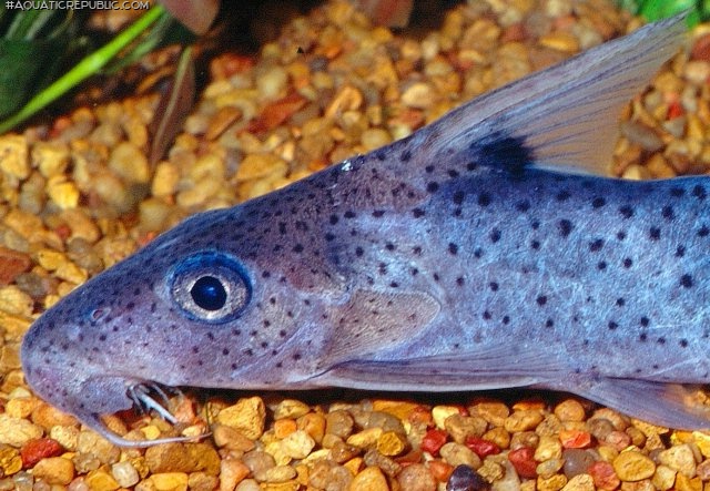 Synodontis sorex