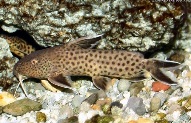 Synodontis sp. (5)