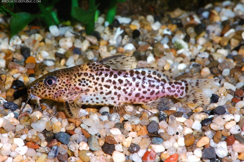 Synodontis sp. (9)