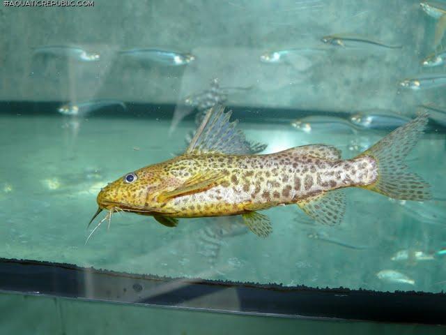 Synodontis sp. `JA RIVER`