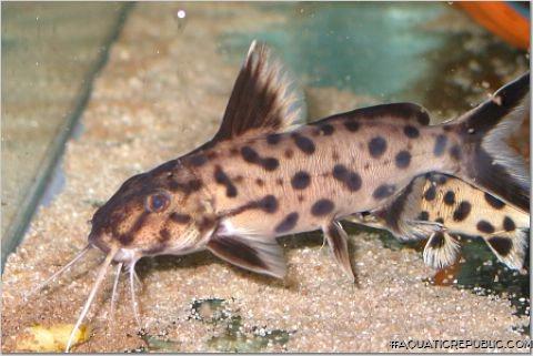 Synodontis sp. `POLLI WHITE`