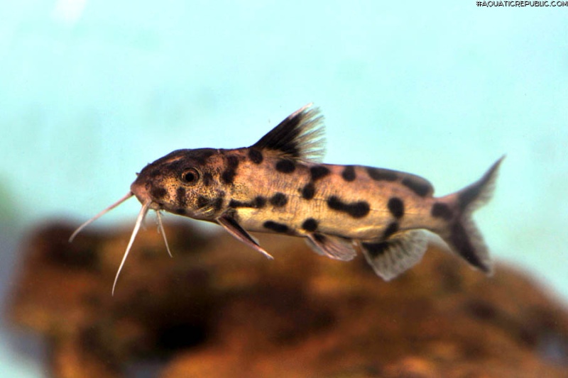 Synodontis sp. `POLLI WHITE`