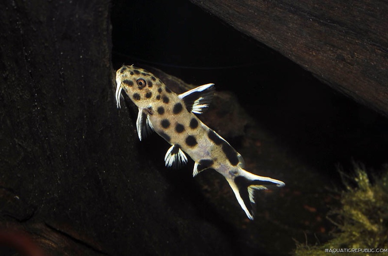 Synodontis sp. `POLLI WHITE`