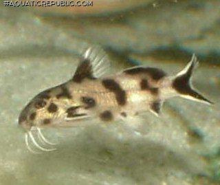 Synodontis sp. `POLLI WHITE`