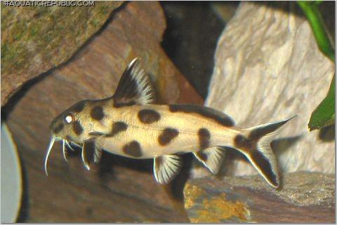 Synodontis sp. `POLLI WHITE`