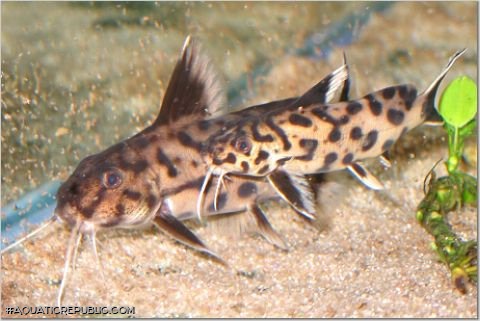 Synodontis sp. `POLLI WHITE`