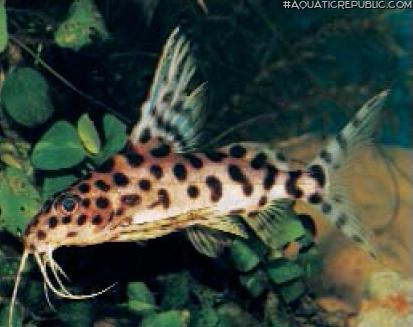 Synodontis sp. hybrid(1)