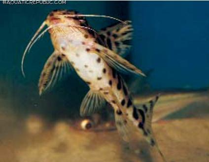 Synodontis sp. hybrid(1)