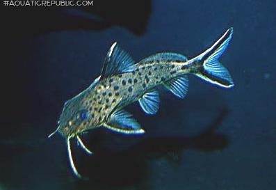 Synodontis sp. hybrid(2)