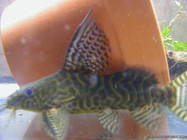 Synodontis sp. hybrid(3)