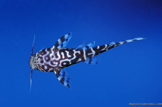 Synodontis sp. hybrid(3)