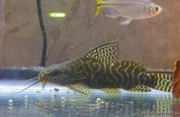 Synodontis sp. hybrid(3)