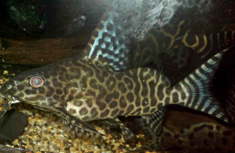 Synodontis sp. hybrid(3)