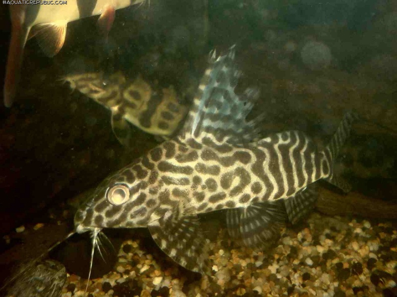 Synodontis sp. hybrid(3)