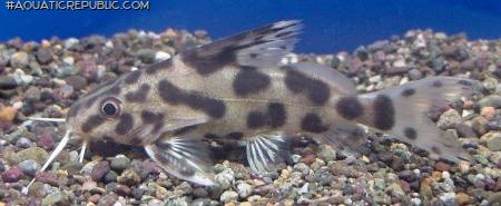 Synodontis sp. hybrid(4)