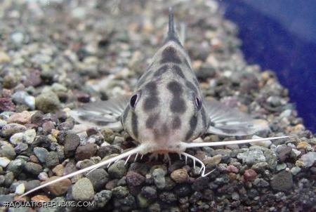 Synodontis sp. hybrid(4)