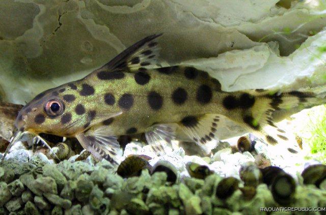 Synodontis sp. hybrid(4)