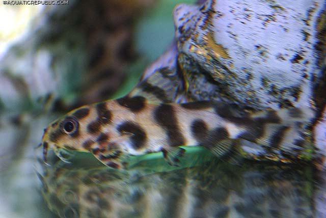 Synodontis sp. hybrid(4)