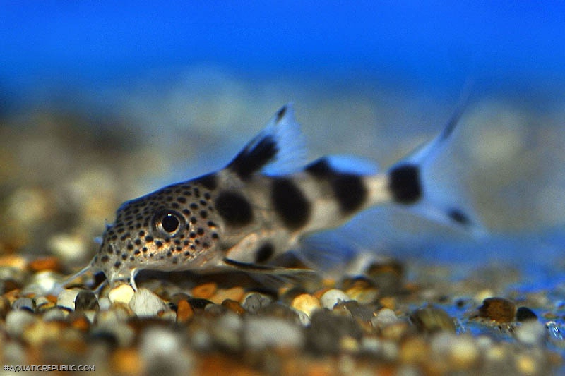 Synodontis sp. hybrid(5)