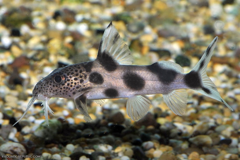 Synodontis sp. hybrid(5)