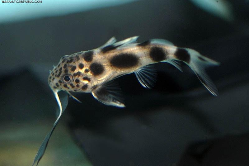 Synodontis sp. hybrid(5)