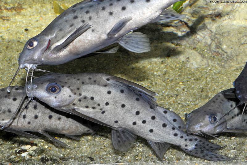 Synodontis sp. hybrid(7)