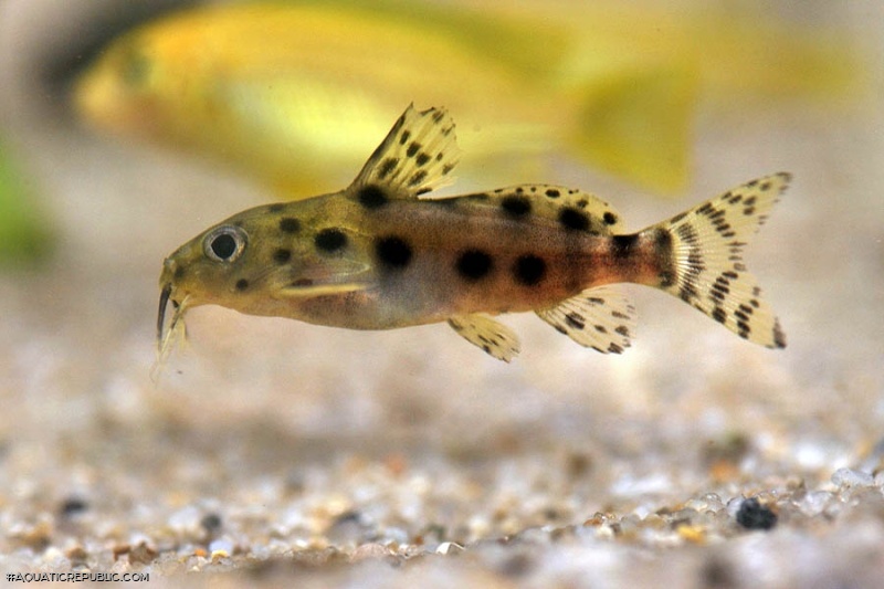 Synodontis sp. hybrid(8)