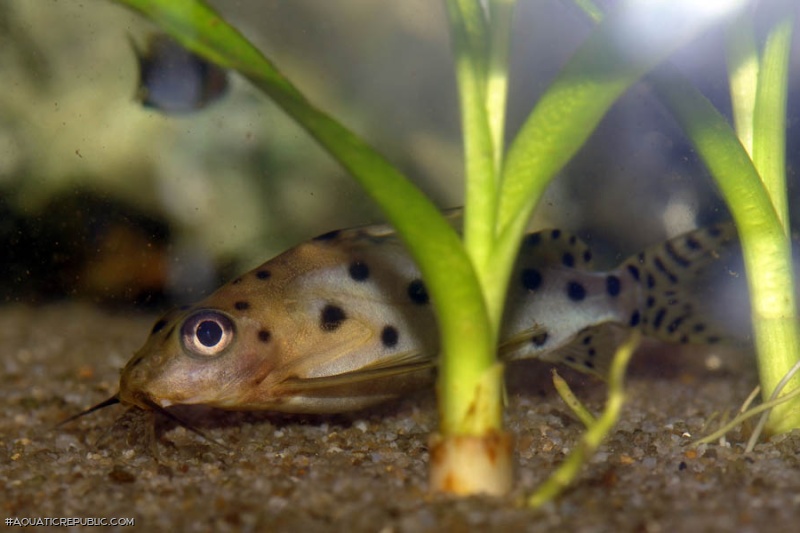 Synodontis sp. hybrid(8)