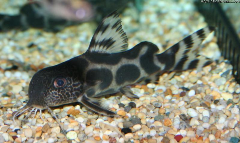 Synodontis sp. hybrid(9)