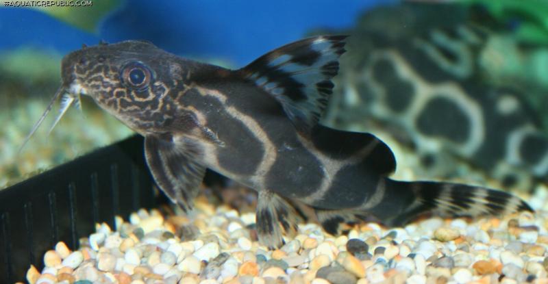 Synodontis sp. hybrid(9)