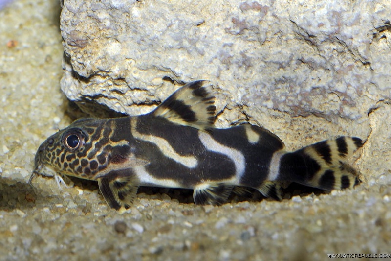 Synodontis sp. hybrid(9)