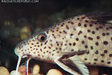 Synodontis tanganyicae