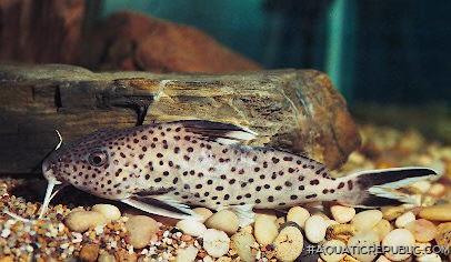 Synodontis tanganyicae