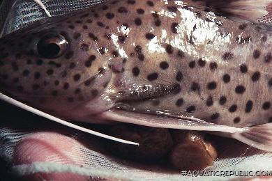 Synodontis tanganyicae