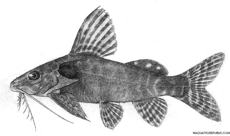 Synodontis tourei