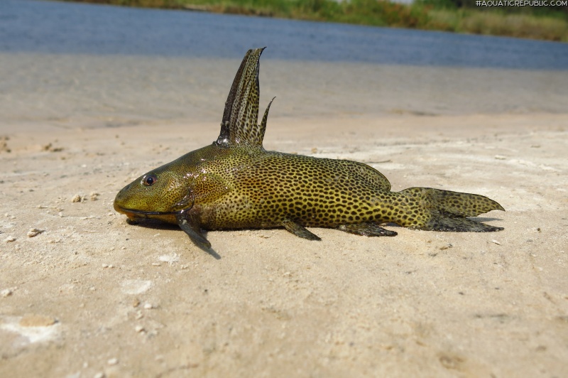 Synodontis vanderwaali