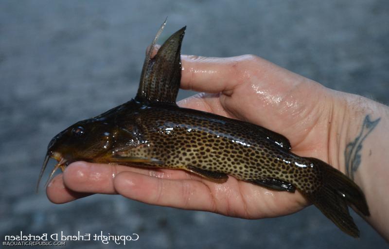 Synodontis vanderwaali