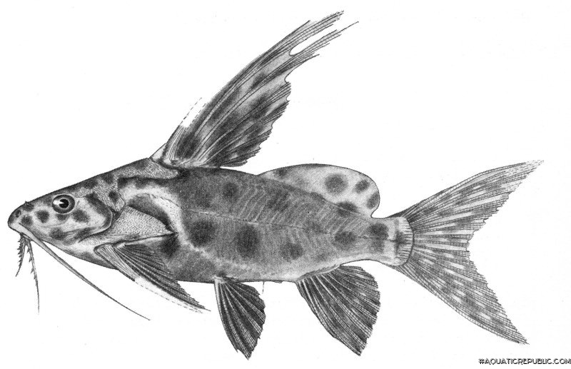 Synodontis velifer