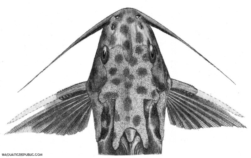 Synodontis velifer