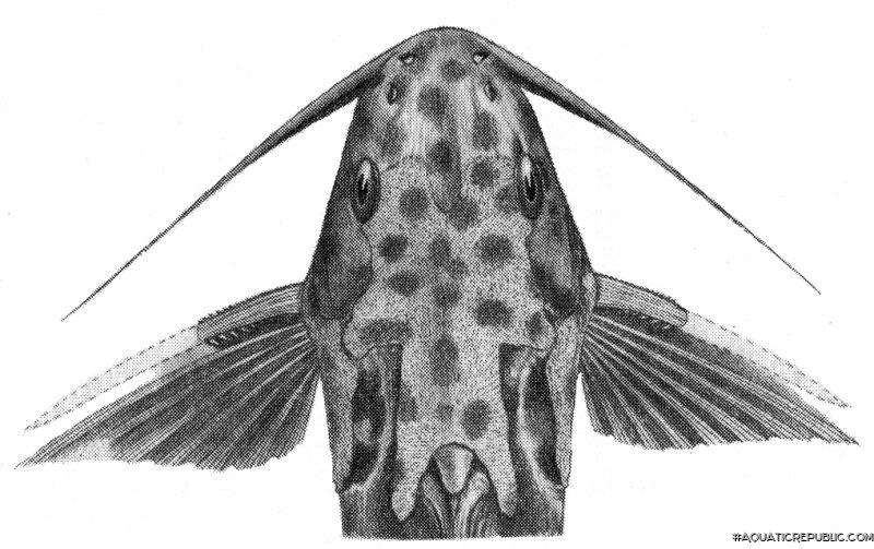 Synodontis velifer