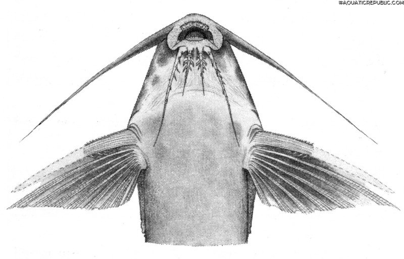 Synodontis velifer