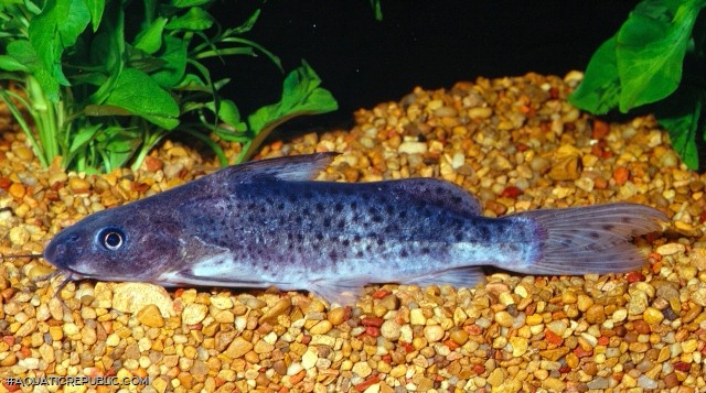 Synodontis victoriae