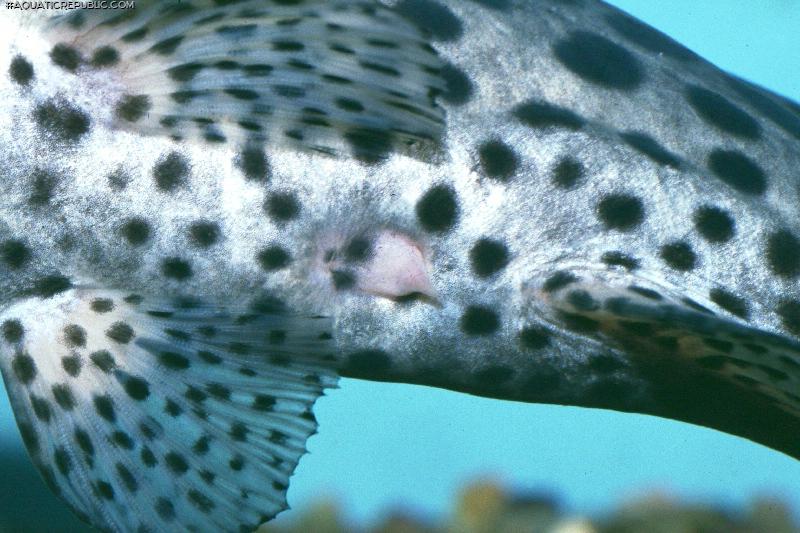 Synodontis waterloti