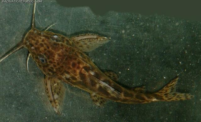 Synodontis waterloti