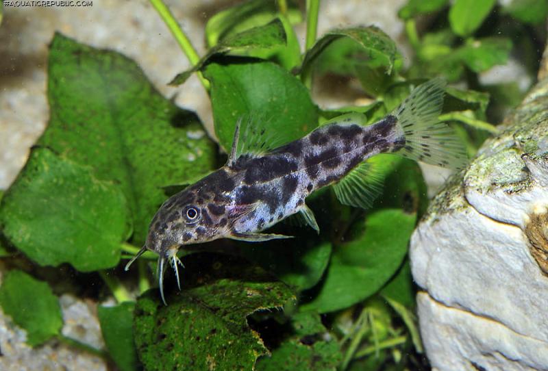 Synodontis waterloti